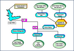 schema olivo